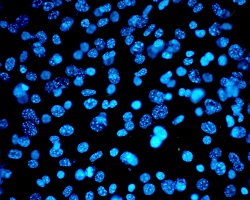 Cells under the microscope Cells under the microscope