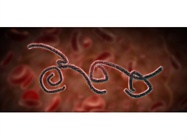 Ebola Vaccine—A Race Against Time
