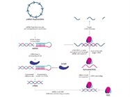  siRNA Knockdown: Implementing Negative Controls in Antibody QC