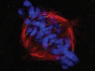 The Power of Modern Super-Resolution Microscopy