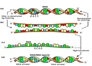 History and Future of Clinical Diagnostics