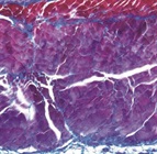  The Spirit of Creation: Milestones in Microscopy