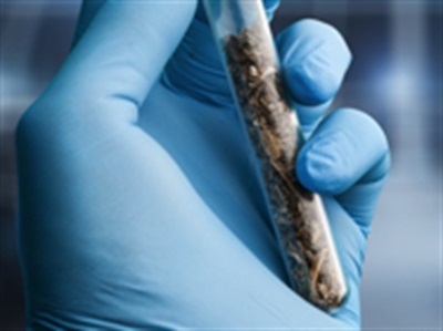 Characterizing Cannabis: Testing for Contaminants
