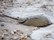 5th Global Endotoxin Testing Summit