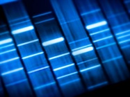  Rapid Genetic Identification of Meat