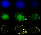 Differential Response of Breast Cancer Cells Cultured in 2-D Versus 3-D to Estrogen Receptor-Targeting Therapeutics