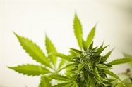 Demystifying the Cannabis Genome
