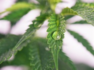 Controlling Water in Cannabis