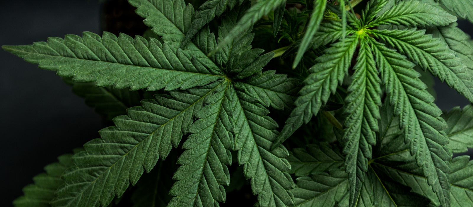  Pre-analytics is Catching Up to Cannabis Analytics at CSW 2019