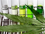 Testing for Contaminants in Cannabis Products
