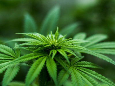  So, You Want to Start a Cannabis Lab?