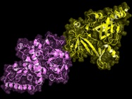 MALDI Imaging Reveals Translational Cancer Biomarkers