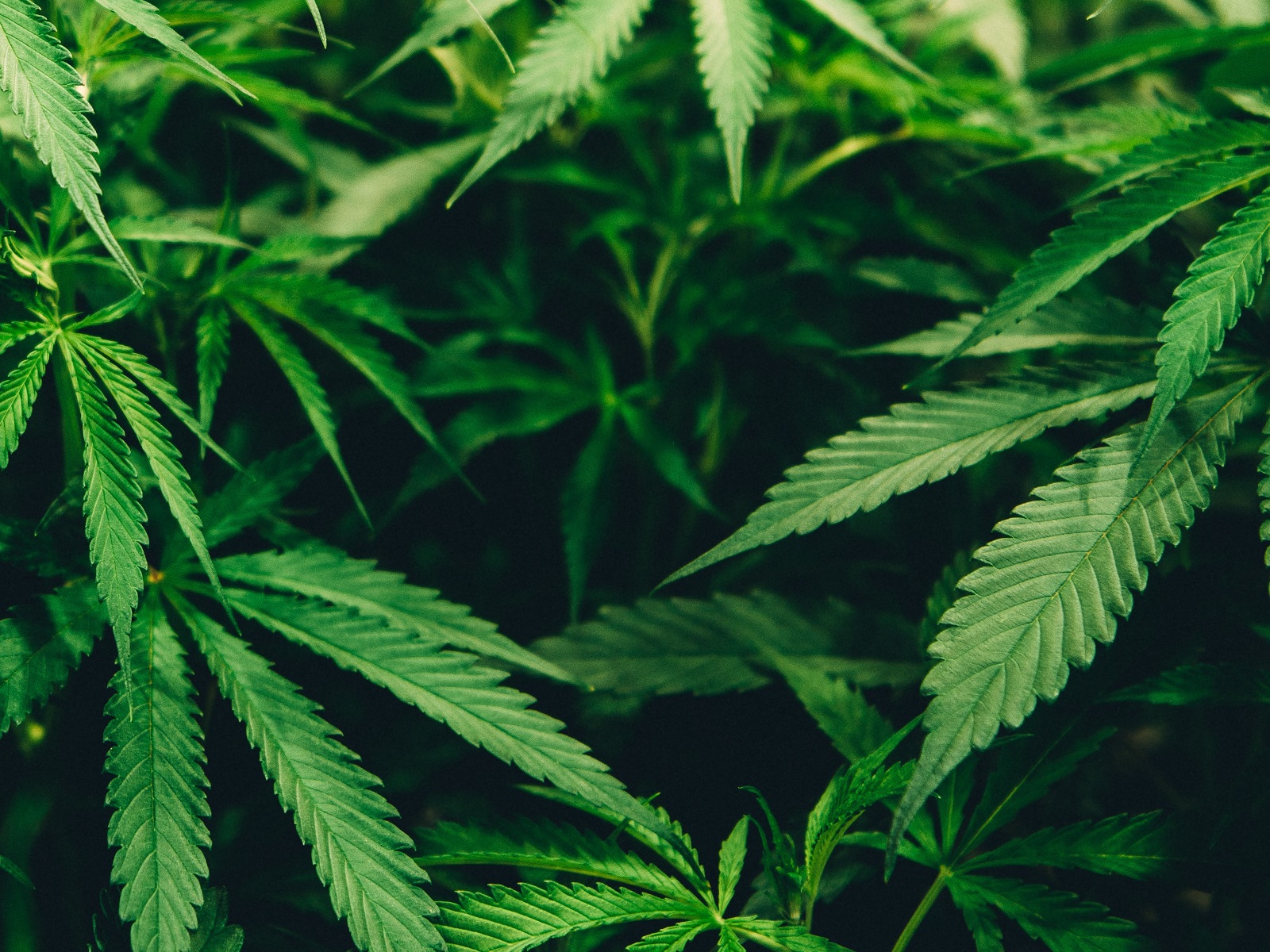  Sample Preparation of Cannabis Plants