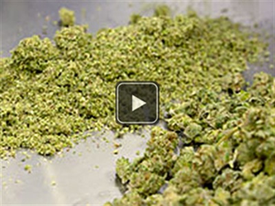 Homogeneous Grinding of Cannabis – Efficient Extraction of the Supercritical CO2