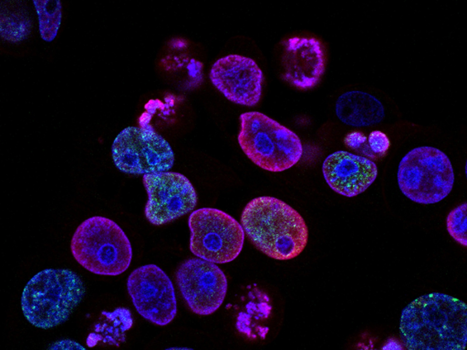  Safety for Cancer Scientists