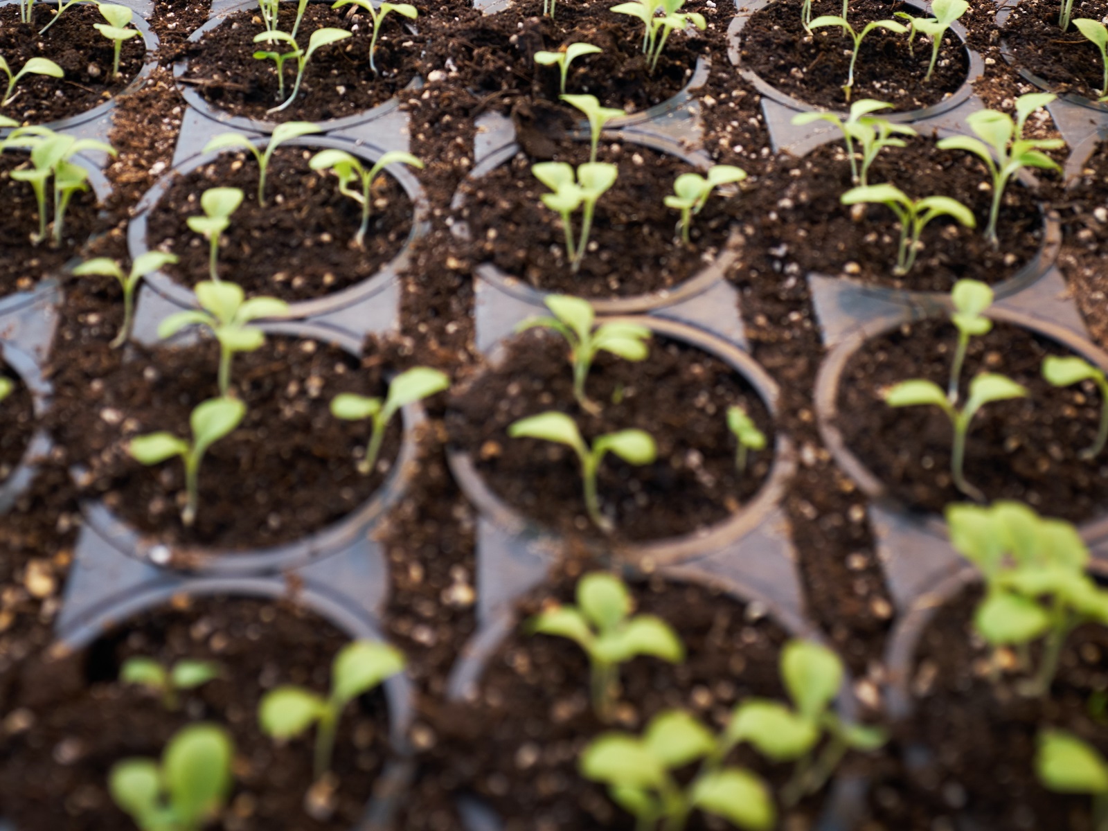  Consumers Expect Pesticide Safety in Cannabis to Mirror Pesticide Safety in Food: Meeting Expectations