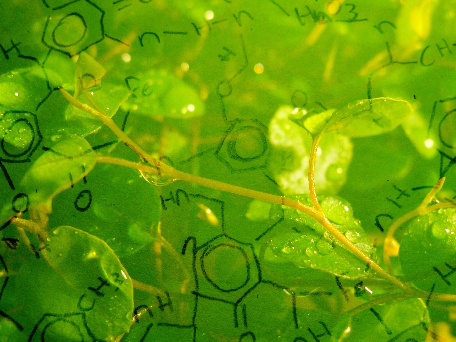  A Unique Recycling Solution to Biopharma Single-Use Plastic Waste