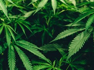 Method Validation of Chemical Analytical Methods of Cannabis and Cannabis-Derived Products