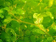 Detecting Cannabinoids in Industrial Hemp Using Single Quadrupole LC-MS