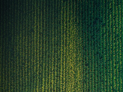  Using LIMS and AI to Optimize Crop Output to Feed a Growing Global Population