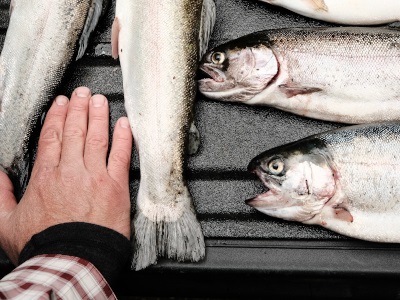 Dangerous Histamine Levels in Stored Animal Products Present Food Safety Challenges