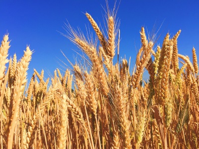Removing the Allergy Risk of Wheat and Peanuts Using Biotechnology