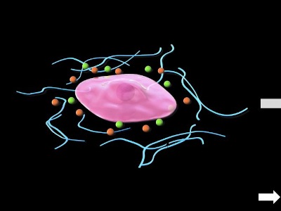Major Discovery in Cryopreservation