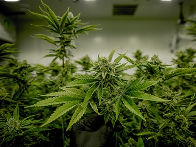 Cannabis Abuse and the Brain’s Reward Processing