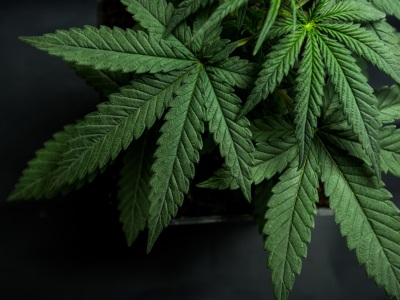 Buyers' Guide: Top Tech for Cannabis Sample Prep
