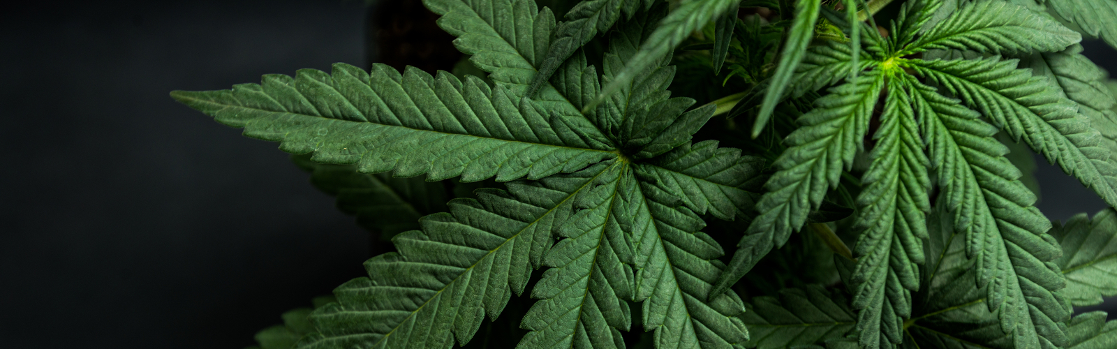  Buyers' Guide: Top Tech for Cannabis Sample Prep