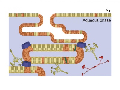 Reducing Body Temperature to Fight COVID-19 ARDS