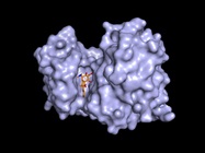 Repurposed Antibiotics to Replace Opioids