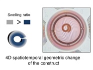  Shapeshifting Hydrogel Responds to Environmental Stimuli