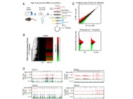 Deep Learning Predicts Early Onset of Alzheimer’s Disease
