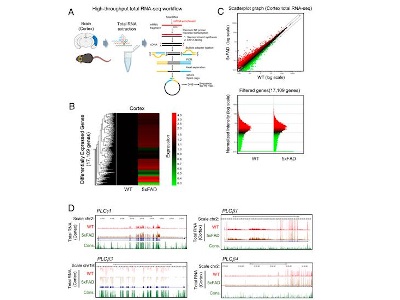 Deep Learning Predicts Early Onset of Alzheimer’s Disease