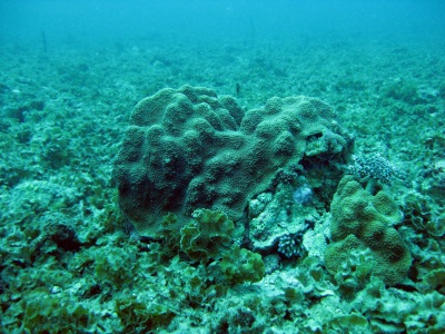 Bioactive Sea Sponge Compound Kills Cancer Cells