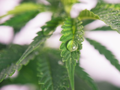 Cannabis Compound to be Used as Major Therapeutic Against Alzheimer’s Disease