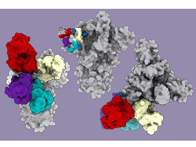 New Supersite for COVID Immunity