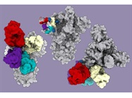 New Supersite for COVID Immunity