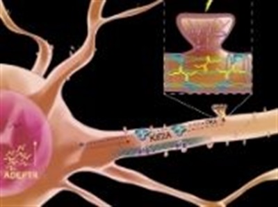 RNA's Journey from Nucleus to Synapse