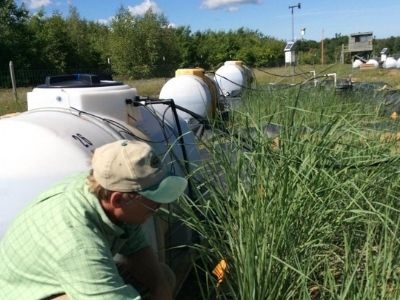 Genetically Modified Grass Can Cleanse Soil of Pollutants Left by Military Explosives