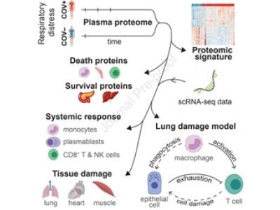 Researchers ID Protein Signature of Severe COVID-19