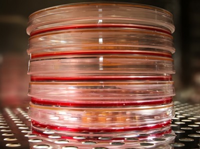 Buyer’s Guide: CO2 Incubators