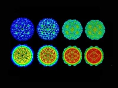 Scientists Reveal Virus Infection Cycle in Detail