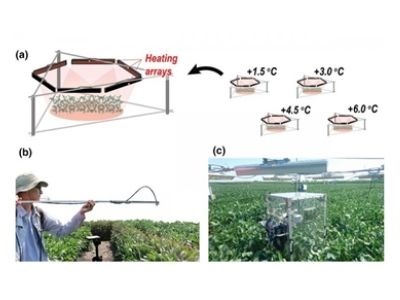 Fluorescent Light Links Crop Yield to Heat Stress
