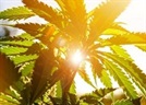 Determining the Moisture Content of Medical Marijuana