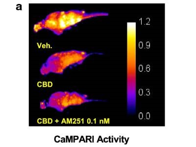Effects of Prenatal Cannabinoid Exposure Tested in Zebrafish