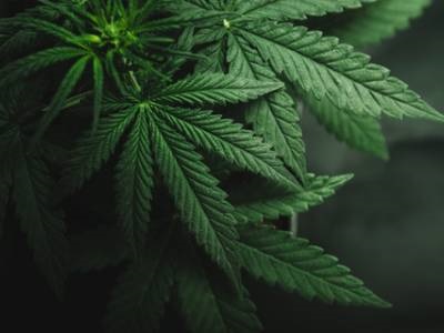 New Peptide Reduces Side Effects of Medical Marijuana