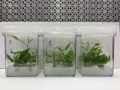 New Micropropagation System Boosts Cannabis Growth