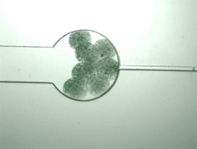 Cells Construct Living Composite Polymers for Biomedical Applications